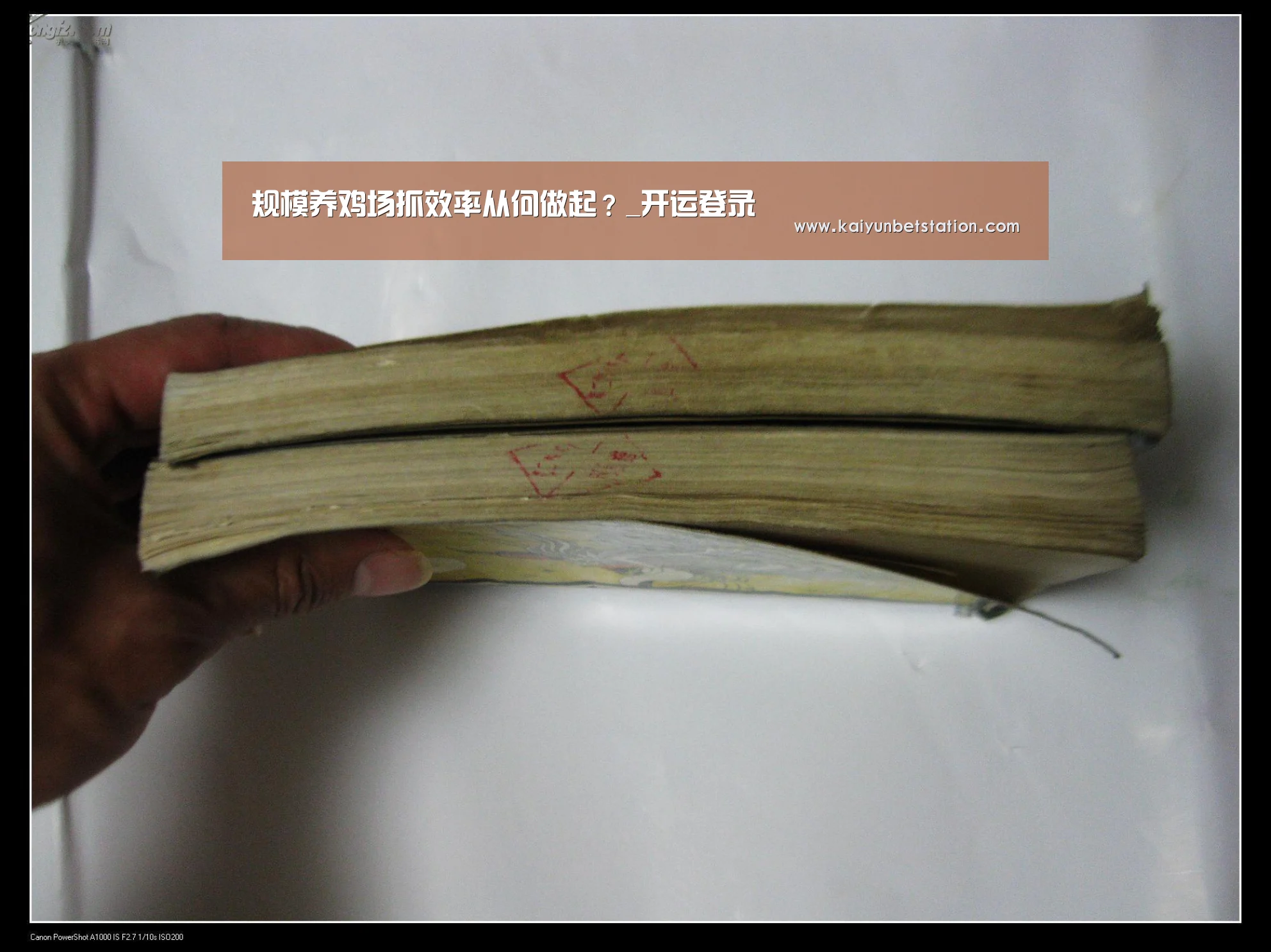 规模养鸡场抓效率从何做起?_开运登录(图1) 开运竞猜