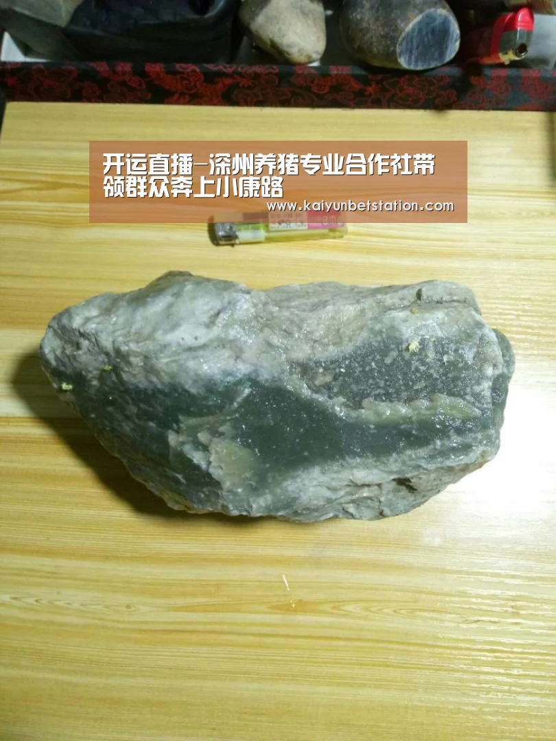 开运直播-深州养猪专业合作社带领群众奔上小康路(图3) 开运直播
